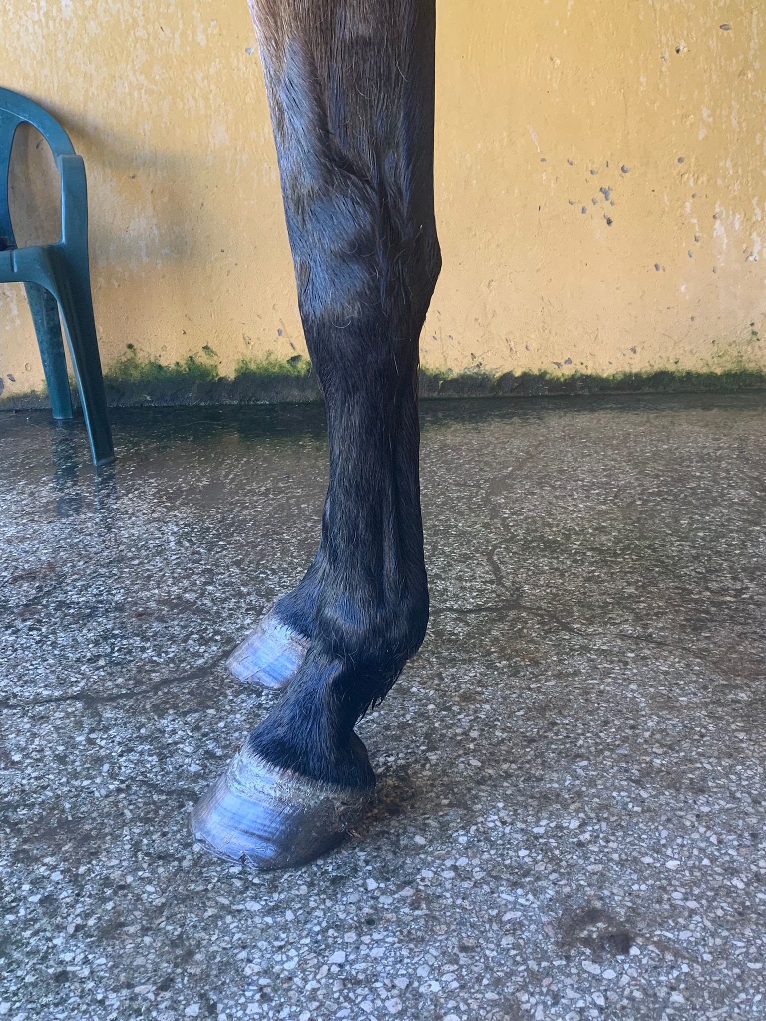 horse
